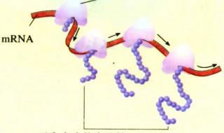 高一地理生物知识点 高一生物知识点总结